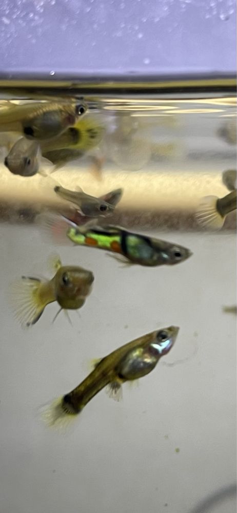 Guppys para venda
