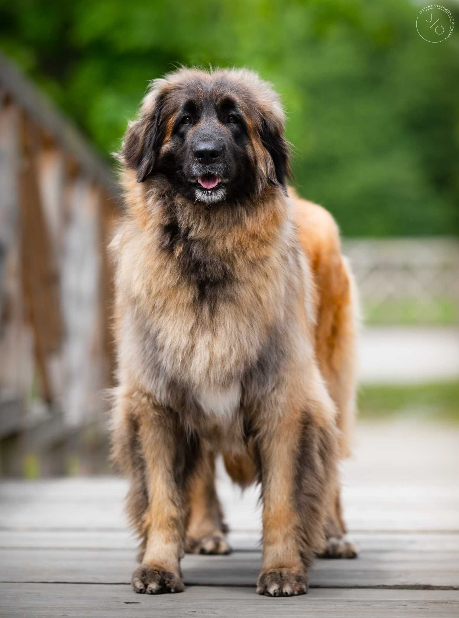 Leonberger - z ZKwP