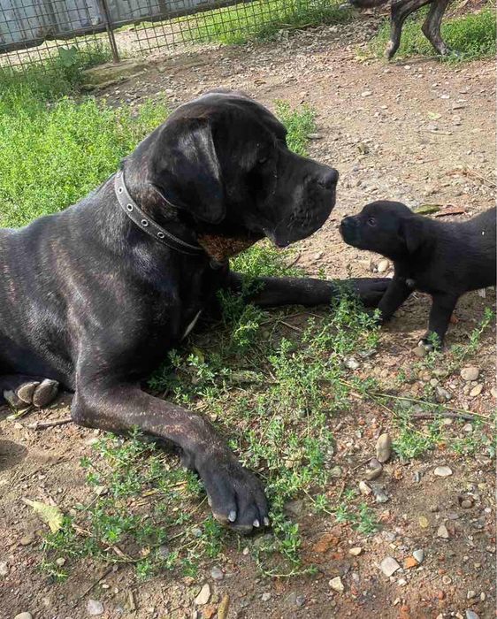 Кане- Корсо для в’язки