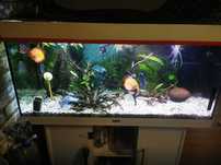 Akwarium Juwel 200l