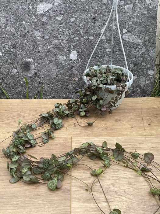 Церопегія Вуду , Ceropegia Woodii