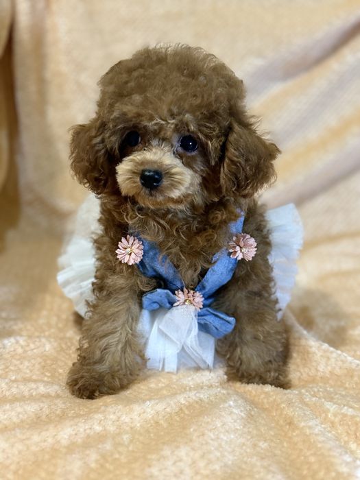 Той пудель Китай