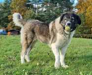 Kaja - majestatyczna kaukaska do adopcji