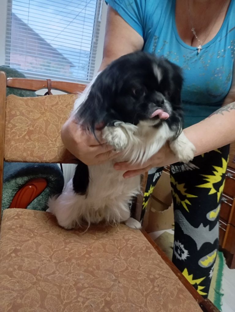 Пекінес для вязкі