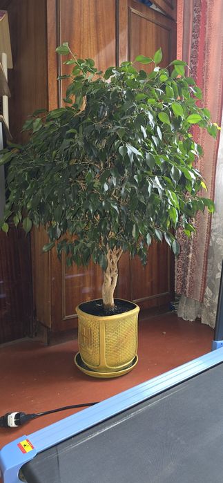 Фікус бенджаміна