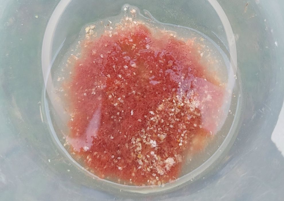 Auloforus żywy pokarm gotowy zestaw gąbka rurecznik