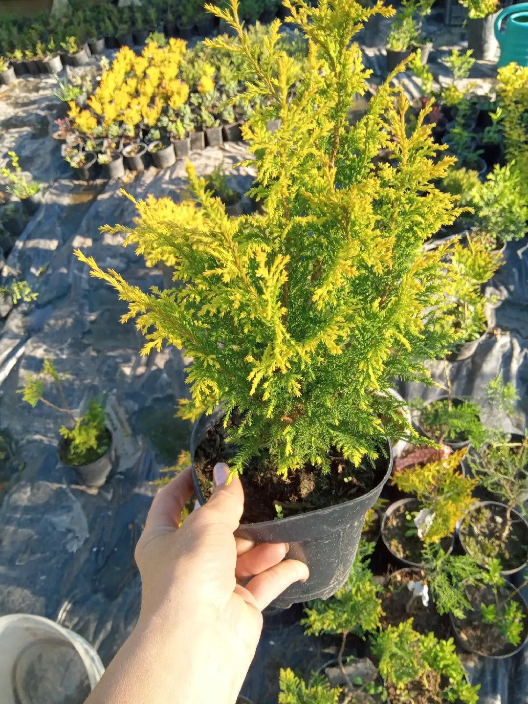 Кипарисовик Plumosa Aurea