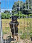 Rocky - mikropsiak, oddany jako szczeniak, do adopcji