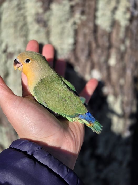 Agapornis Domesticados