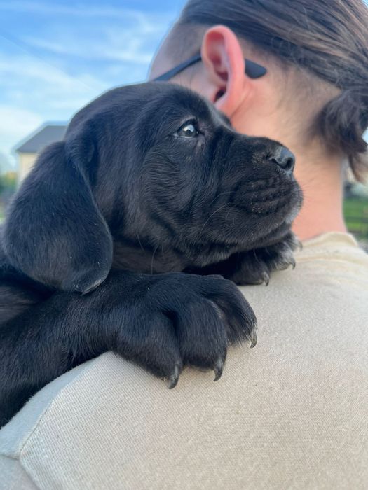 Cane Corso Mocny Chłopak