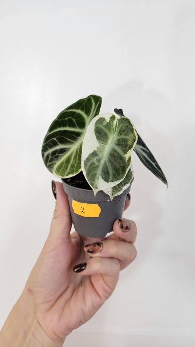 Alocasia ninja variegata alocasia