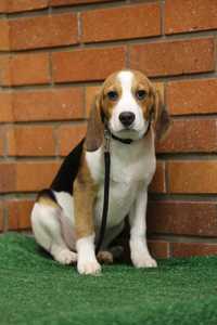 Beagle szczeniak  piesek