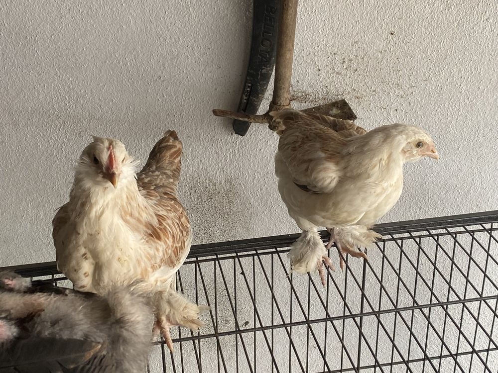 Ffaverolles e sulmtaler . galinhas frangos e pintos