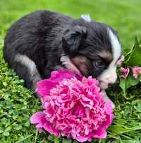 Szczeniak suczka border collie black tricolor ZKWP FCI po Championie