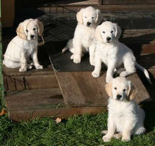 golden retriever