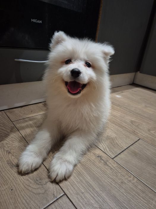 Samoyed samczyk z rodowodem .