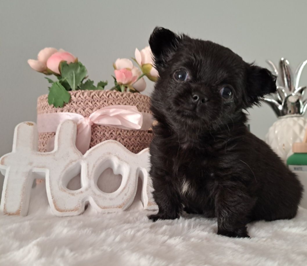 Piękny chłopiec długowłosy Chihuahua  DO ODBIORU