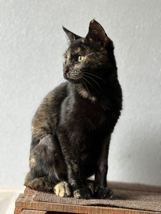 Gatinha Tartaruga para adoção ( Katie)