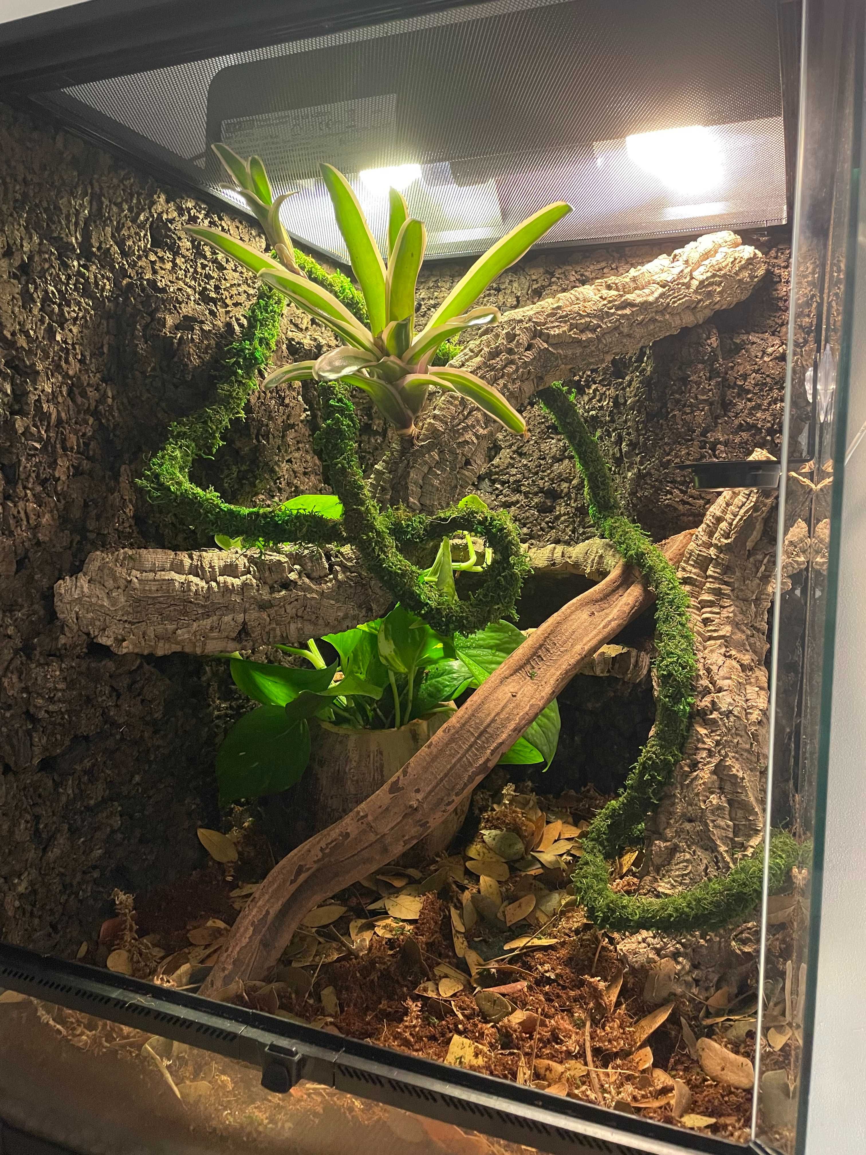 Terrarium Repti Planet z wyposażeniem (Bez gekona)