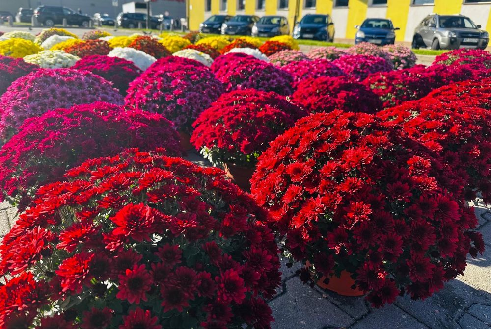 Chryzamtemy w hurcie od 18 zl i 30 zl za sztuke i wysoka jakość