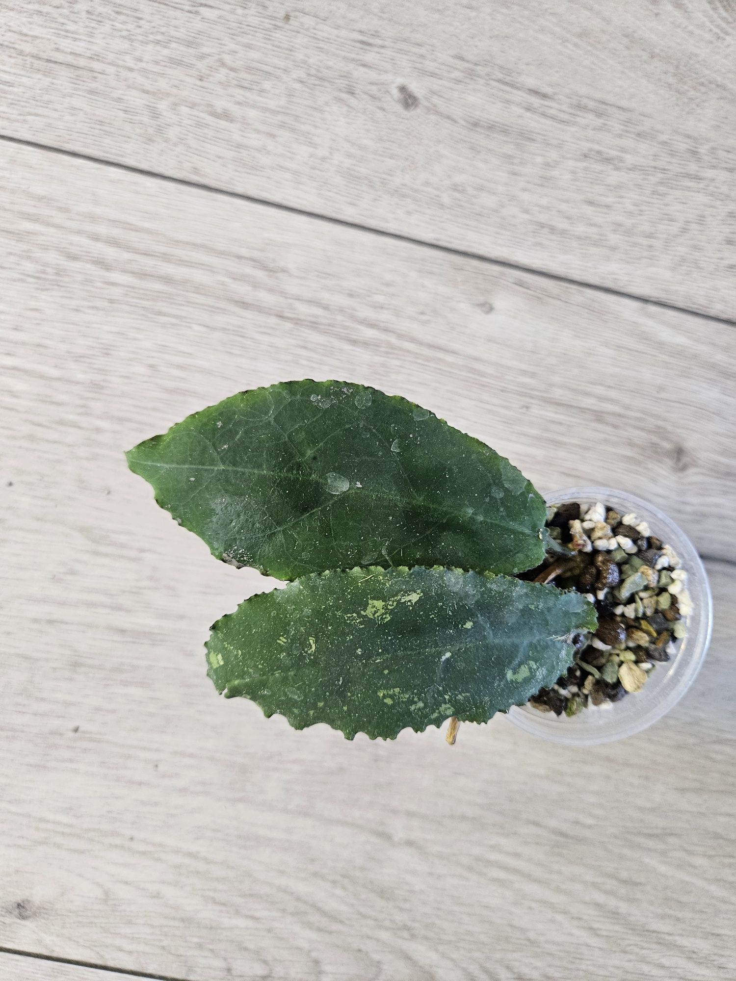 Hoya undulata Black