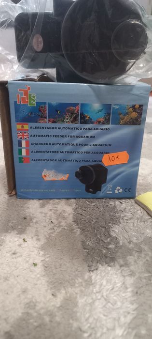 ciclídeo polar azul papagaio,