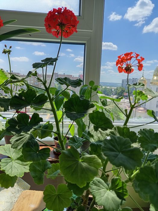 Комнатные цветы кливия