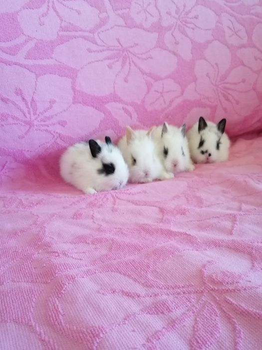 Króliczki karzełki Teddy, Lewki, gładkie