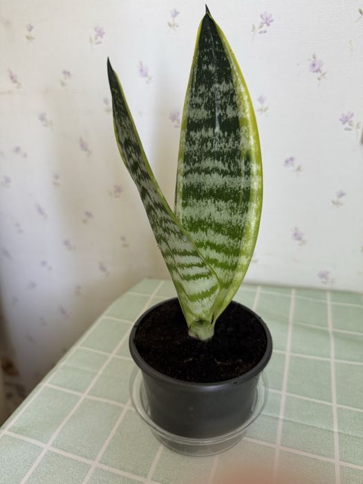 Сансевьєрія (щучий хвіст)