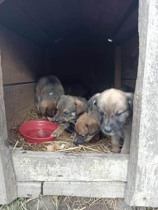 Песики, собачки.