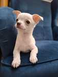 CHIHUAHUA piękny piesek