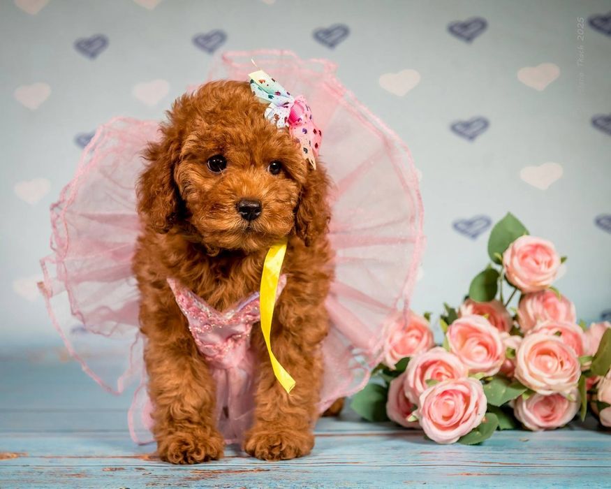 Неймовірна дівчинка той пуделя