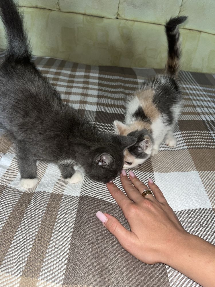 Віддам котиків у добрі руки