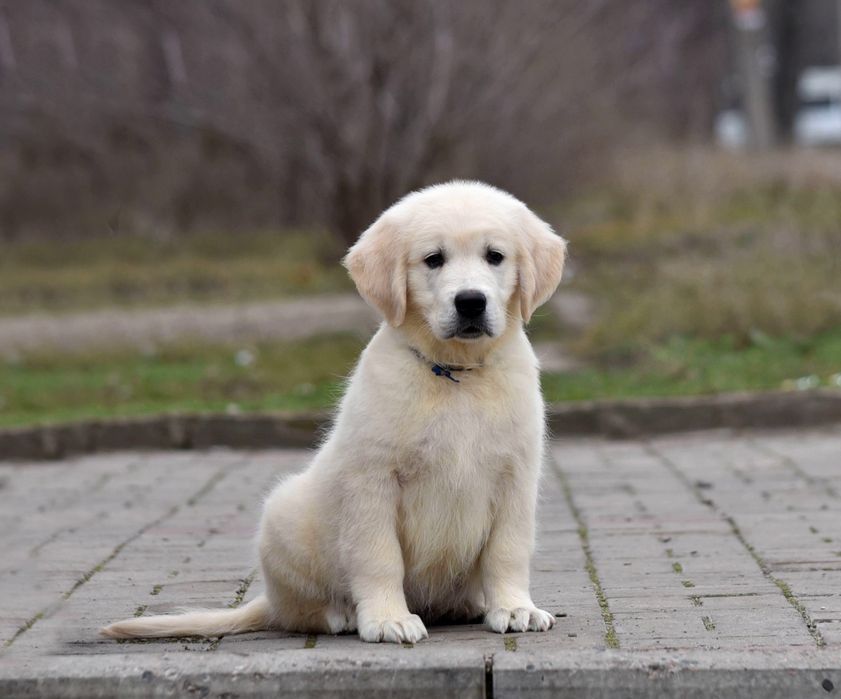 Продається голден ретрівер