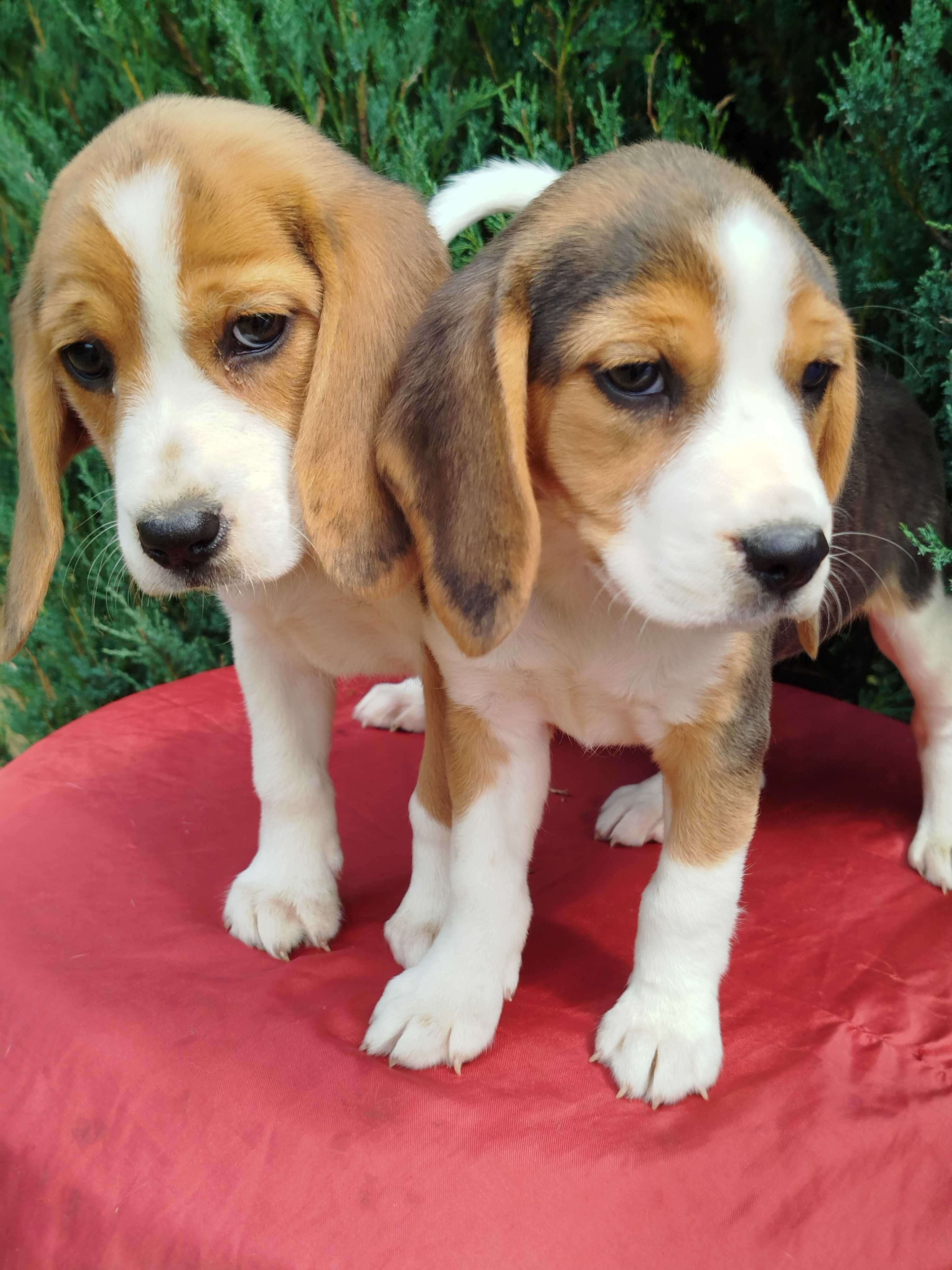 Beagle szczenie tel.-5.7.5.3.0.2.0.3.9.