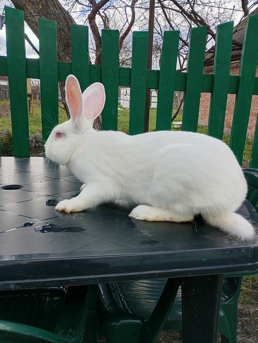 Продам кролі породи термон