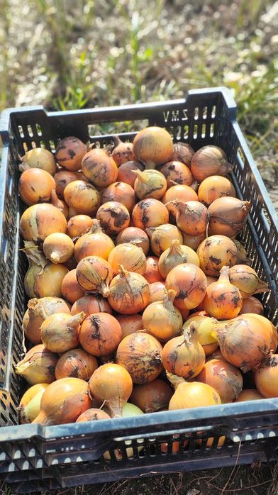 Cebula żółta z naszego gospodarstwa