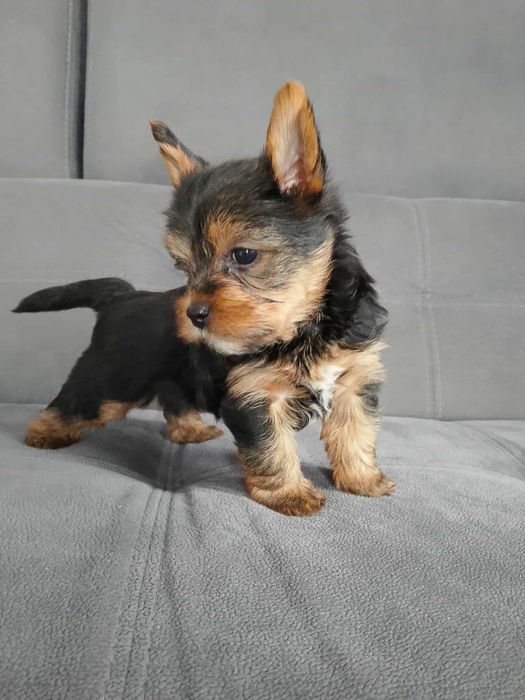 york shizr terrier