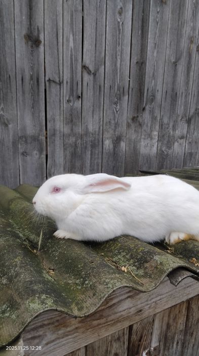 Кролики Самці Ексклюзивні