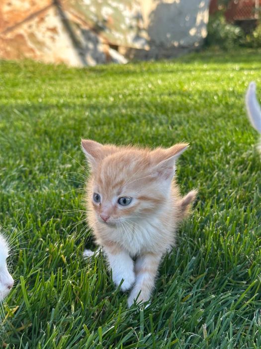 Відам у добрі руки котиків