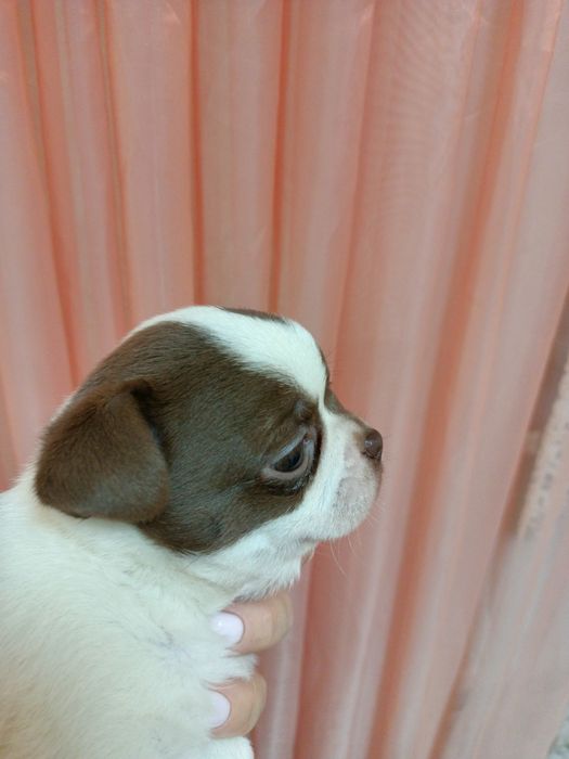 Продаж цуценят Чіхуахуа