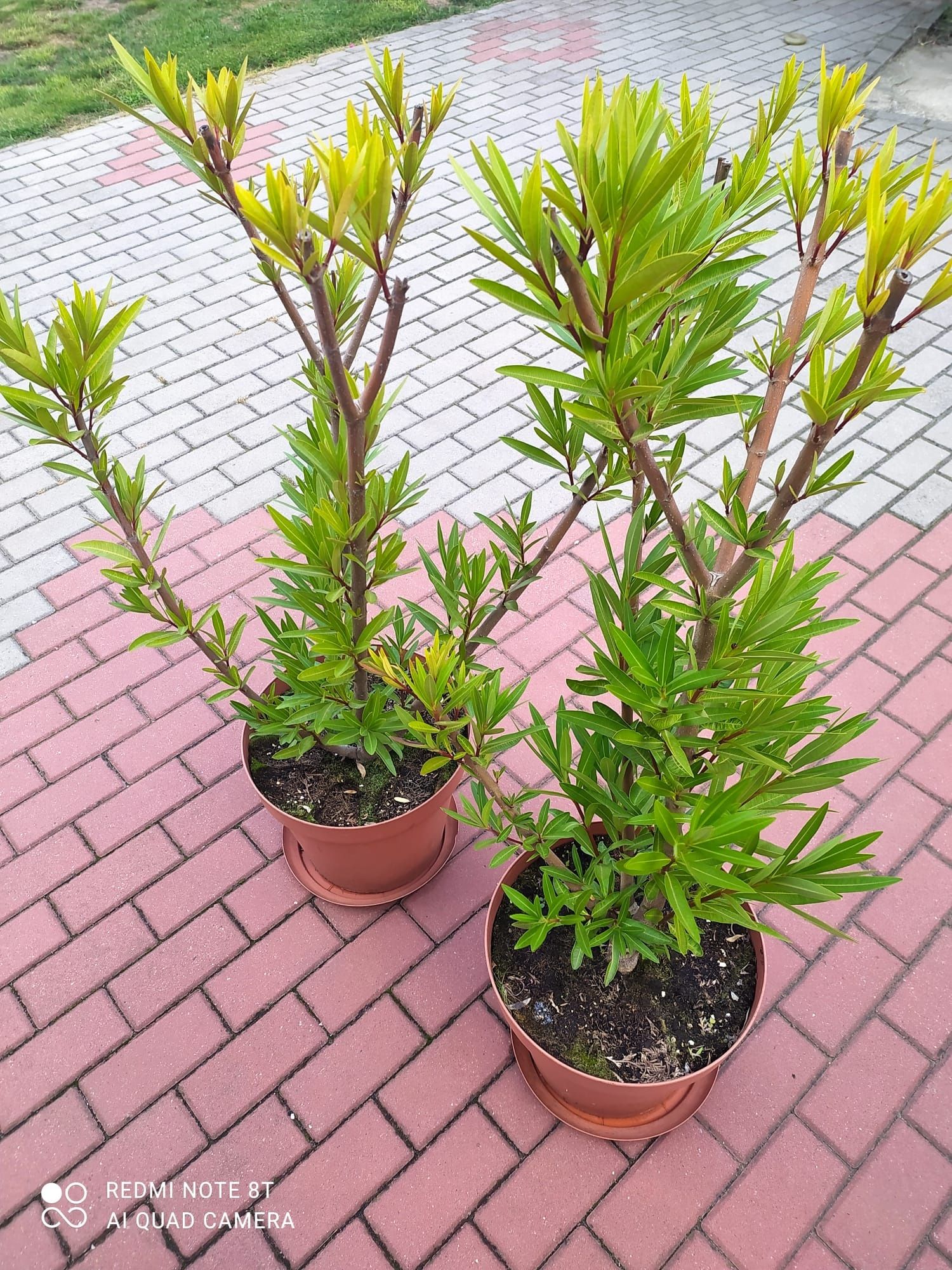 Oleander różowy 120cm