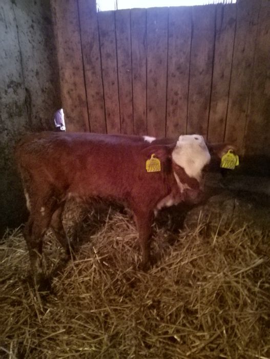 Sprzedam cielaki.  .