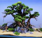 Drzewko bonsai do akwarium