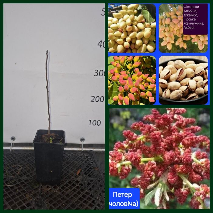 Фісташка Джамбо,Альбіна, Гірська Жемчужина, чол.Петер