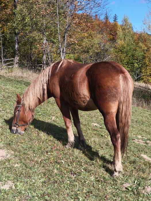 Терміново продається робоча кобила 3.5 років