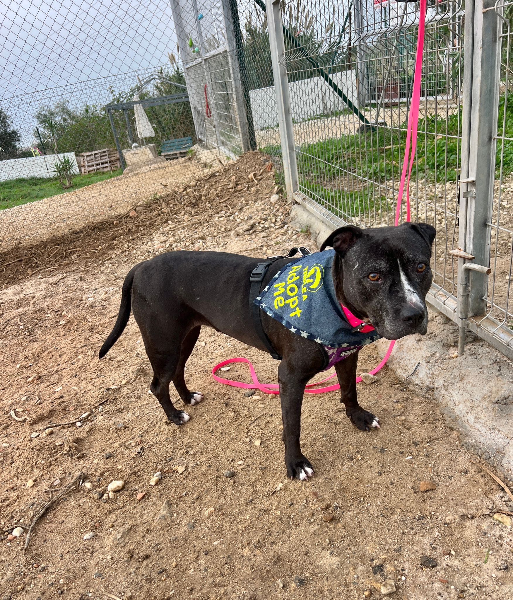 Daniela, amstaff, pitbull, amstafka, pitbulterier, 6 lat w schronisku