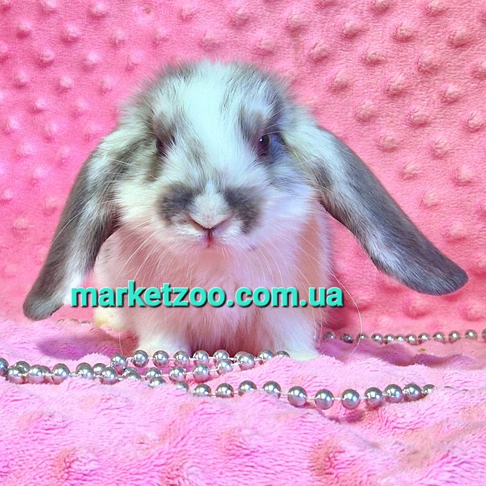 Мини мiнi кролик,карликовые кролики,карликовi,вислоухий баранчик lop