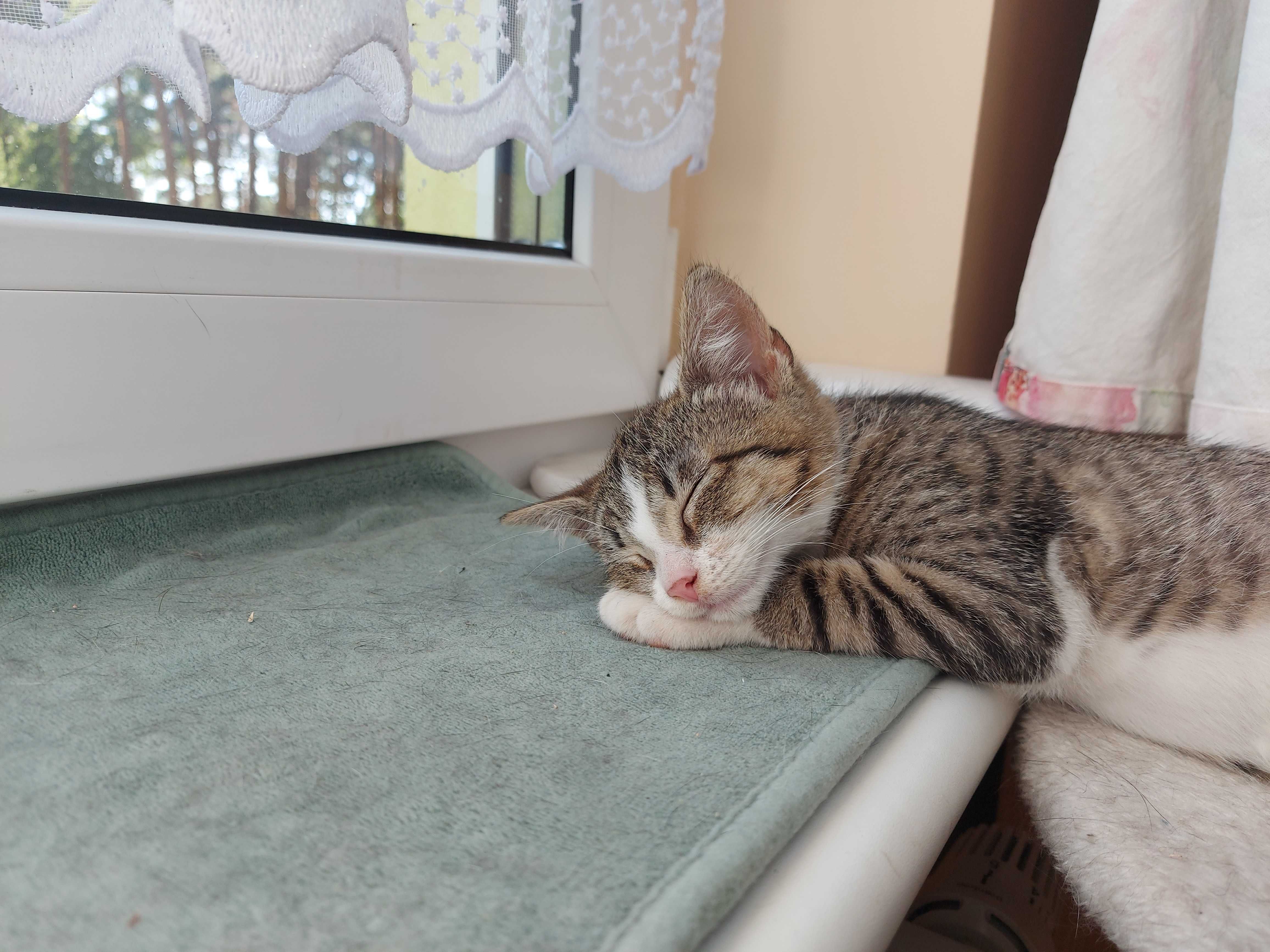 Malutka drobna kotka do adopcji.