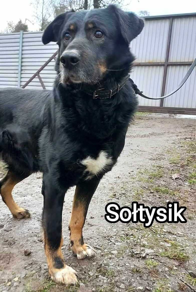 Duży pies szuka domu. Jest w schronisku.